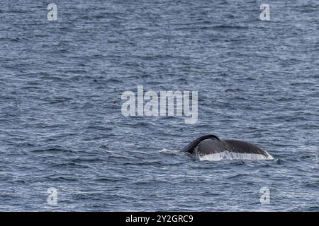 Impression du paysage près de l'île d'Anvers, sur la péninsule Antarctique. Une baleine à bosse plongeante -Megaptera novaeangliae- est représentée au premier plan. Banque D'Images