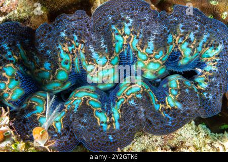 Palourde foudre, Tridacna crocea, Raja Ampat Indonésie. Banque D'Images