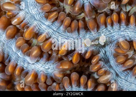 Crevette commensale, Hamopontonia corallicola, sur un corail dur, Raja Ampat Indonesia. Banque D'Images