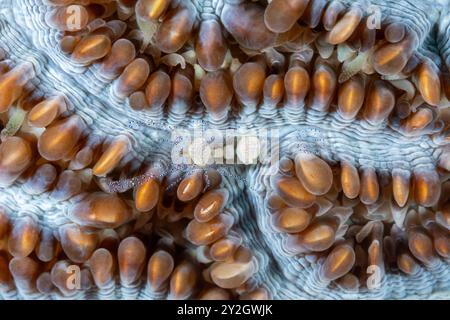 Crevette commensale, Hamopontonia corallicola, sur un corail dur, Raja Ampat Indonesia. Banque D'Images