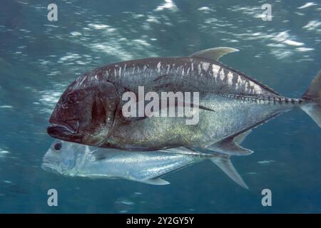 Trevally géant, Caranx ignobilis, Raja Ampat Indonésie. Banque D'Images