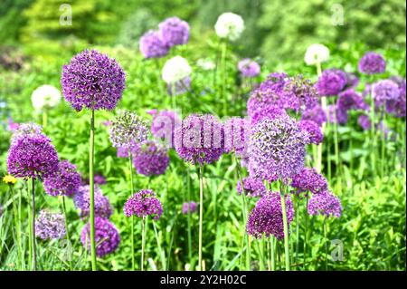 Présentation à la fin du printemps de fleurs mixtes violettes et blanches d'allium Hollandicum dans un jardin britannique mai Banque D'Images