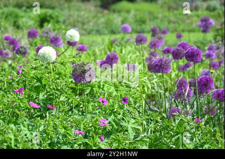 Affichage fin de printemps de fleurs allium violettes et blanches mélangées dans un jardin britannique mai Banque D'Images