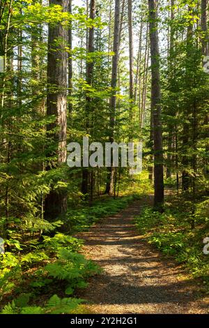 Sentiers de randonnée à travers les pins dans le parc d'état d'Amnicon Falls. South Range, Wisconsin, États-Unis. Banque D'Images