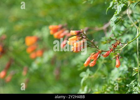 Gros plan des fleurs chiliennes de gloire (eccremocarpus scaber) en fleur Banque D'Images