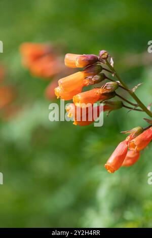 Gros plan des fleurs chiliennes de gloire (eccremocarpus scaber) en fleur Banque D'Images