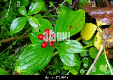 Cornain (Cornus canadensis) poussant dans la forêt nationale de Tongass dans le sud-est de l'Alaska, États-Unis. Banque D'Images