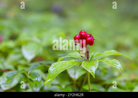 Cornain (Cornus canadensis) poussant dans la forêt nationale de Tongass dans le sud-est de l'Alaska, États-Unis. Banque D'Images