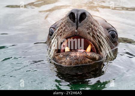 Curious Northern (Steller) Sea lion (Eumetopias jubatus) Bull inspectant la caméra près de Petersburg, USA. Banque D'Images