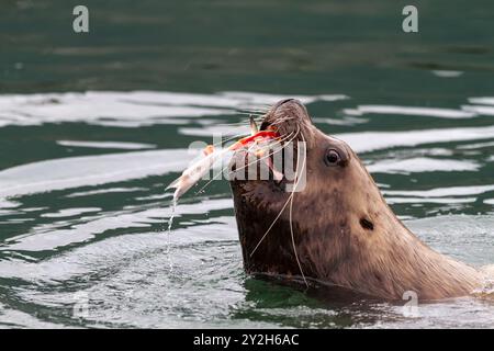 Taureau de lion de mer du Nord (Steller) (Eumetopias jubatus) se nourrissant de déchets de pêcheurs près de Petersburg, États-Unis. Banque D'Images