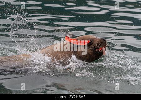 Taureau de lion de mer du Nord (Steller) (Eumetopias jubatus) se nourrissant de déchets de pêcheurs près de Petersburg, États-Unis. Banque D'Images