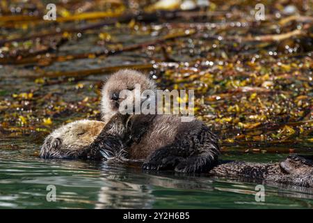 Mère adulte de loutre de mer (Enhydra lutris kenyoni) avec son chiot sur sa poitrine à Inian Pass, sud-est de l'Alaska, États-Unis, océan Pacifique. Banque D'Images