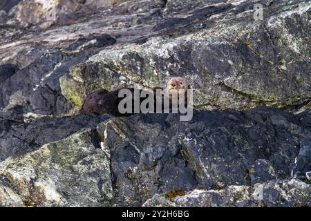 Une observation rare d'une loutre de mer femelle adulte (Enhydra lutris kenyoni) traînée sur terre à Inian Pass, sud-est de l'Alaska, États-Unis, océan Pacifique. Banque D'Images