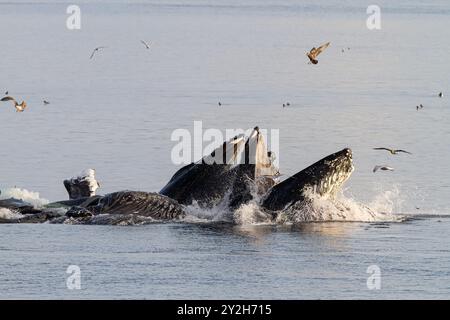 Les baleines à bosse adultes (Megaptera novaeangliae) se nourrissent en coopération avec des filets à bulles à Snow Pass, aux États-Unis. Banque D'Images