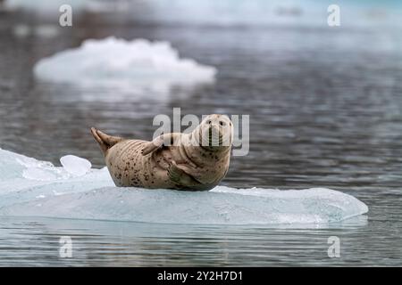 Phoque commun (Phoca vitulina) tiré sur de la glace vêlée du glacier South Sawyer, dans le sud-est de l'Alaska, aux États-Unis. Banque D'Images