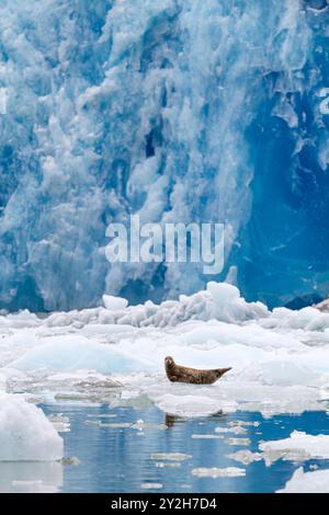 Phoque commun (Phoca vitulina) tiré sur de la glace vêlée du glacier South Sawyer, dans le sud-est de l'Alaska, aux États-Unis. Banque D'Images