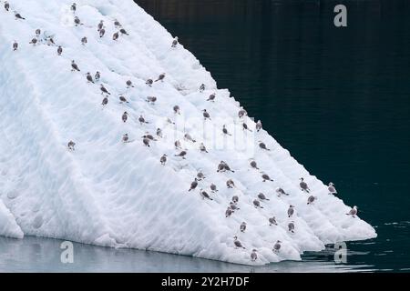 Kittiwakes à pattes noires (Rissa tridactyla) sur iceberg à Tracy Arm, dans le sud-est de l'Alaska, États-Unis. Banque D'Images