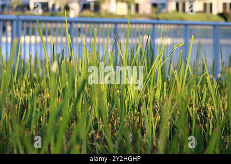 longues lames d'herbe verte éclatante Banque D'Images