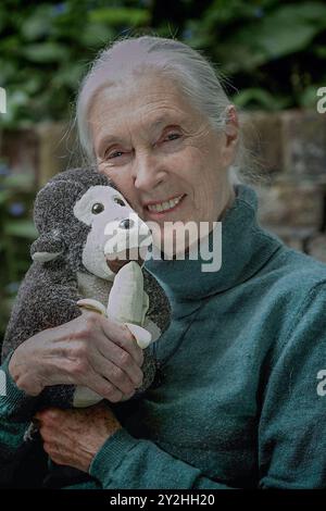 Jane Goodall biologiste britannique et chercheuse sur les primates avec M. H Her Toy Monkey. Dame Jane Morris Goodall DBE est une zoologiste, primatologue et anthropologue anglaise. Jane Goodall est considérée comme la plus grande experte mondiale sur les chimpanzés. Goodall s'est d'abord rendu au parc national de Gombe Stream en Tanzanie pour observer les chimpanzés en 1960. Photographié à Londres Royaume-Uni. Photo : Garyroberts/worldwidefeatures.com Banque D'Images