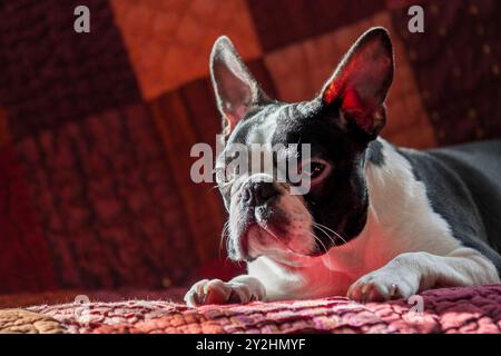 Chiot Boston Terrier blanc et noir de race pure endormi sur un tapis après une promenade. Portrait de tête en gros plan d'un chien Boston Terrier de race pure. Banque D'Images