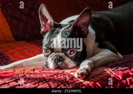 Chiot Boston Terrier blanc et noir de race pure endormi sur un tapis après une promenade. Portrait de tête en gros plan d'un chien Boston Terrier de race pure. Banque D'Images