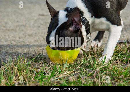 Chiot Boston Terrier blanc et noir de race pure endormi sur un tapis après une promenade. Portrait de tête en gros plan d'un chien Boston Terrier de race pure. Banque D'Images