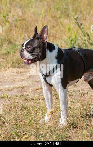 Chien noir et blanc de 2 ans, jeune Boston Terrier de race pure dans un parc. Debout et en attente des ordres du propriétaire. Banque D'Images