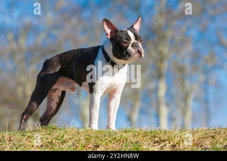 Chien noir et blanc de 2 ans, jeune Boston Terrier de race pure dans un parc. Debout et en attente des ordres du propriétaire. Banque D'Images