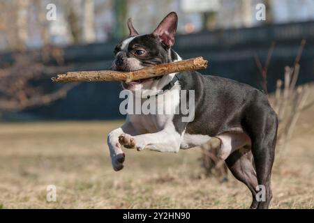 Chien Boston Terrier jouant dans le parc. Portrait de tête en plein air d'un chien noir et blanc de 2 ans, jeune Boston Terrier de race pure dans un parc. Boston ter Banque D'Images