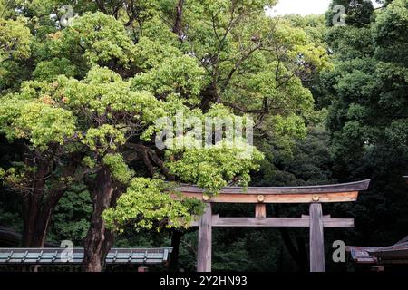 Une porte Tori au sanctuaire Meji à Tokyo, au Japon. Banque D'Images