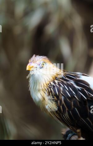 Gros plan d'un Hoatzin, un oiseau unique trouvé dans la forêt amazonienne Banque D'Images