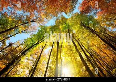 Couleurs d'automne avec une canopée de grands arbres encadrant une bande de ciel bleu, avec le soleil brillant brillant magnifiquement à travers le feuillage coloré Banque D'Images