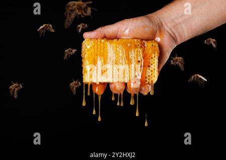 La main de l'apiculteur tenant des nids d'abeilles avec du miel coulant d'eux, entouré d'abeilles volantes sur un fond noir. Banque D'Images