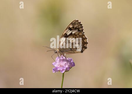 Blanc marbré ibérique - Melanargia lachesis Banque D'Images