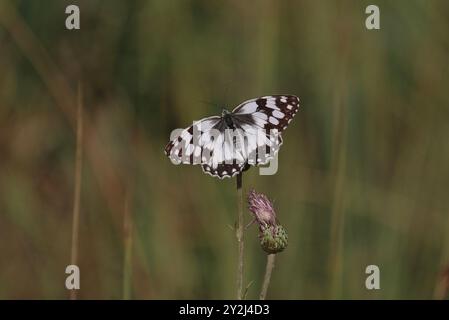 Blanc marbré ibérique - Melanargia lachesis Banque D'Images