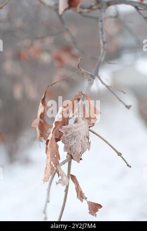 Feuilles sur une branche d'arbre pendant l'automne hiver à Ann Arbor, Michigan Banque D'Images