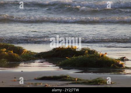 Piles vertes de varech sur la plage au bord de l'océan à Pacific Beach, San Diego, Californie Banque D'Images