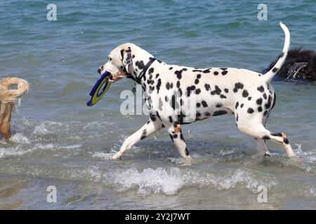 Chien Dalmation jouant aller chercher dans l'eau à Ocean Beach Dog Beach Banque D'Images