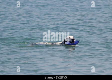 Chien Dalmation jouant aller chercher dans l'eau à Ocean Beach Dog Beach Banque D'Images