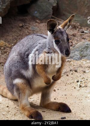 Enchanteur frappant Rock-Wallaby à pieds jaunes dans une beauté exceptionnelle. Banque D'Images