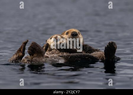 Mère et chiot loutre de mer du Nord dans la baie de Kachemak, Alaska Banque D'Images