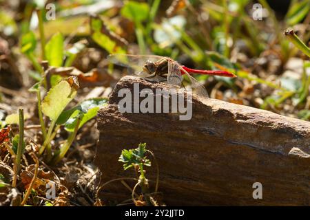 Les veines des ailes forment un motif complexe sur le méadowawk rayé (Sympetrum pallipes), perché sur la roche. Banque D'Images