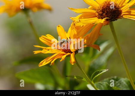 Abeille sueur métallisée verte (Agapostemon spp.) sur fleur composite dans le jardin ornemental. Banque D'Images