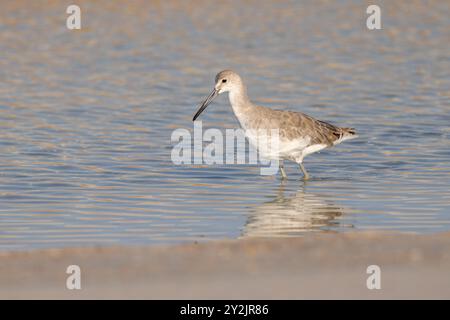 Un willet debout dans les eaux peu profondes sur la côte à la recherche de nourriture. Banque D'Images