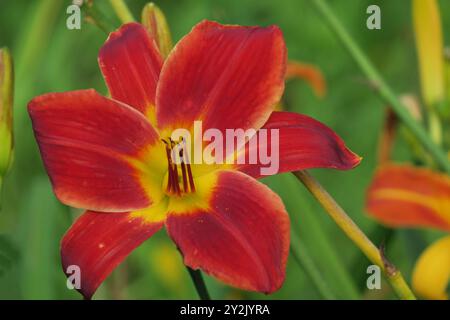 Un lys rouge vif avec un centre jaune, fleurit parmi les tiges et les feuilles vertes, sur un fond flou. Banque D'Images