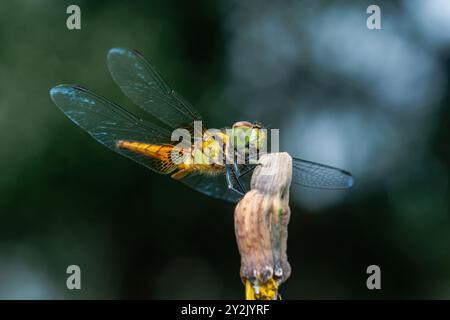 Une libellule perchée sur une branche d'arbre et un fond de nature, foyer sélectif, insecte macro, insecte coloré en Thaïlande. Banque D'Images