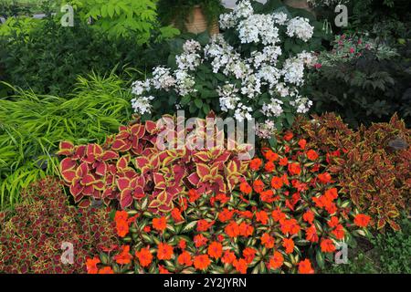 Une exposition vibrante de coleus colorés entourant la nouvelle Guinée impatiens rouge avec hortensia blanche en arrière-plan. Banque D'Images