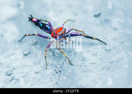 Gros plan sur une volupe Chrysilla sur le sol à la maison, araignée sautante jambe manquante, coloré de l'araignée dans la nature, Focus sélectif. Banque D'Images