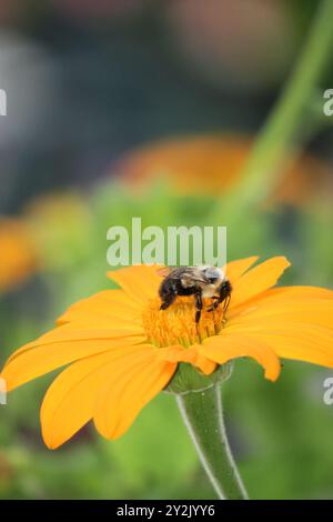 Le faux tournesol jaune vif Heliopsis helianthoides 'Summer Sun' attire une abeille au fond flou. Banque D'Images