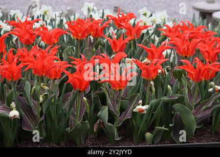 Un jardin rempli de tulipes Rigas Barikades rouge vif avec des pétales pointus debout au-dessus des feuilles vertes avec des jonquilles en arrière-plan. Banque D'Images